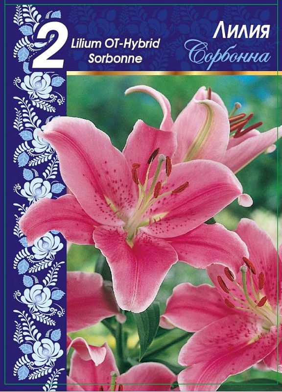 Лилия Сорбонна 1 уп. (2 шт.)